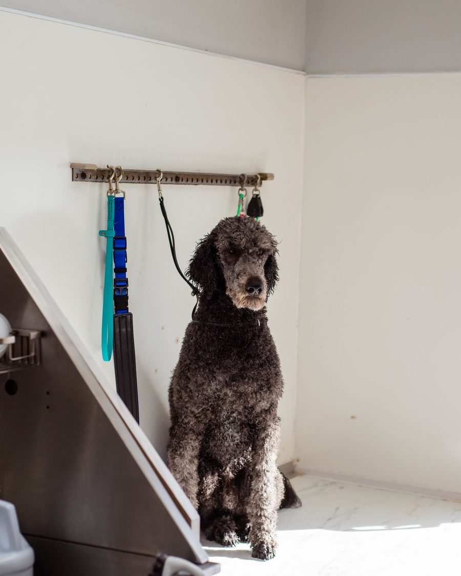 A finished groom on the table